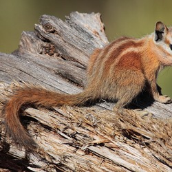 Ground Squirrel Tamias Ardilla