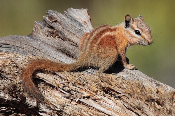 Ground Squirrel Tamias Ardilla