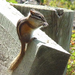 Ground Squirrel Tamias minimus  Sciuridae Ardilla