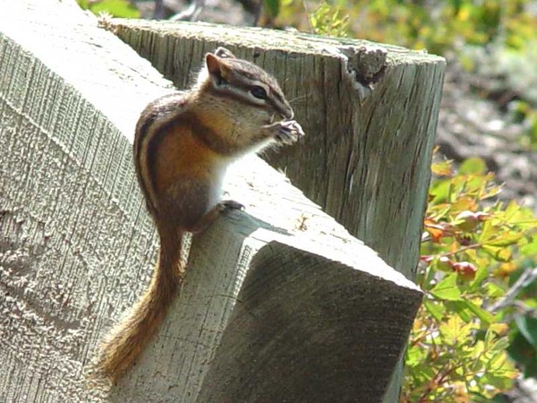 Ground Squirrel Tamias minimus  Sciuridae Ardilla