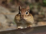 Ground Squirrel Tamias striatus  Sciuridae Ardilla