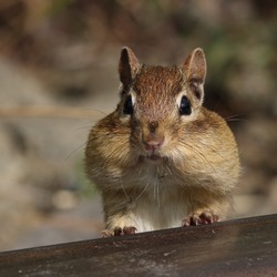 Ground Squirrel Tamias striatus  Sciuridae Ardilla