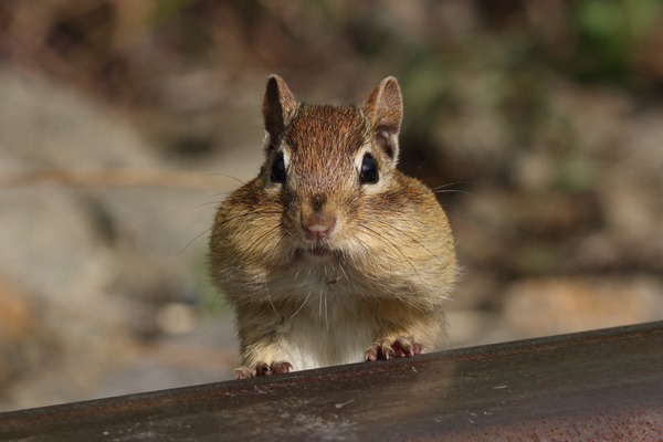 Ground Squirrel Tamias striatus  Sciuridae Ardilla