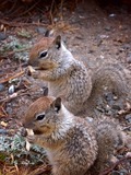 Ground Squirrel Urocitellus beldingi eating Sciuridae Ardilla