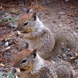 Ground Squirrel Urocitellus beldingi eating Sciuridae Ardilla