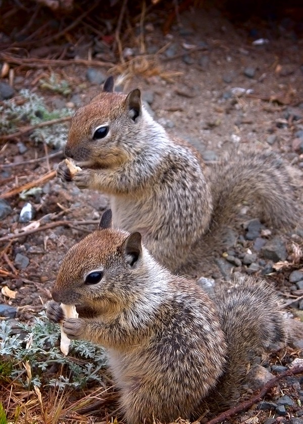 Ground Squirrel Urocitellus beldingi eating Sciuridae Ardilla