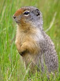 Ground Squirrel Urocitellus columbianus_Alberta  Sciuridae Ardilla
