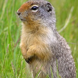 Ground Squirrel Urocitellus columbianus_Alberta  Sciuridae Ardilla