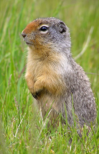 Ground Squirrel Urocitellus columbianus_Alberta  Sciuridae Ardilla