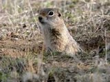 Ground Squirrel Washington ground-squirrel- Sciuridae Ardilla