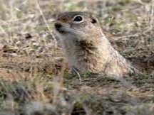 Ground Squirrel Washington ground-squirrel- Sciuridae Ardilla