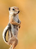 Ground Squirrel White Tailed Squirrel Sciuridae Ardilla