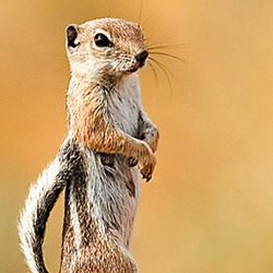 Ground Squirrel White Tailed Squirrel Sciuridae Ardilla