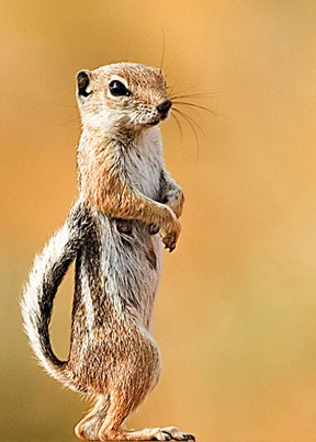 Ground Squirrel White Tailed Squirrel Sciuridae Ardilla