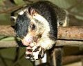 Small Land Mammals