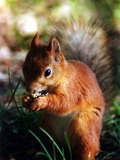 Tree Squirrel  Sciurus Sciuridae Ardilla (2)