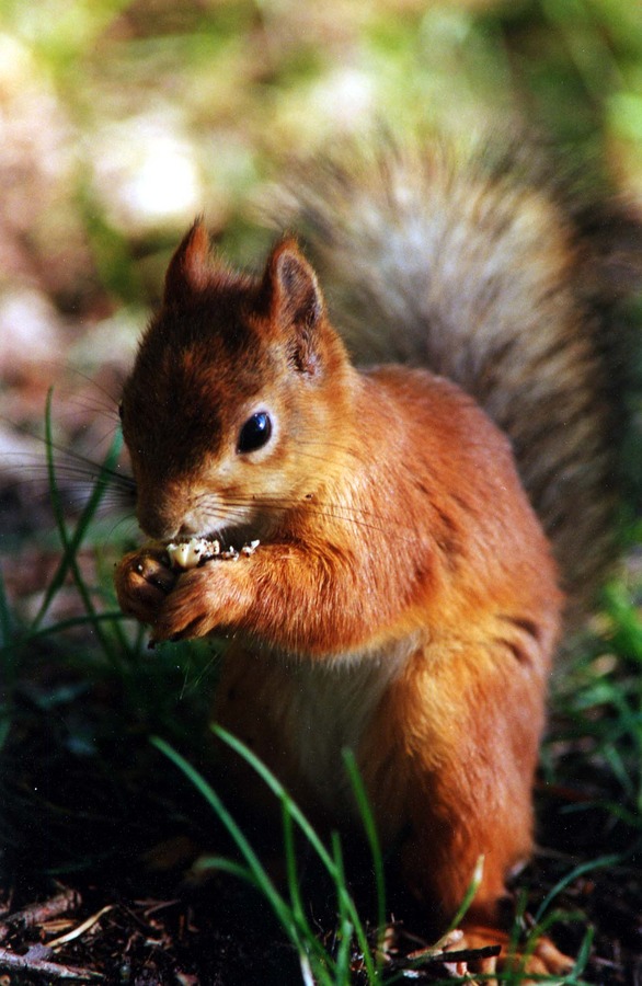 Tree Squirrel  Sciurus Sciuridae Ardilla (2)