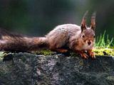 Tree Squirrel  Sciurus Sciuridae Ardilla