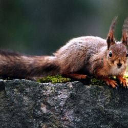 Tree Squirrel  Sciurus Sciuridae Ardilla