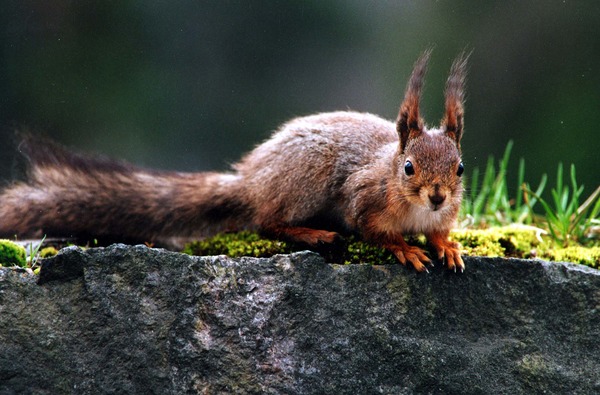 Tree Squirrel  Sciurus Sciuridae Ardilla