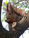 Tree Squirrel  sciurus vulgaris Sciurus Sciuridae Ardilla