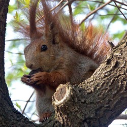 Tree Squirrel  sciurus vulgaris Sciurus Sciuridae Ardilla