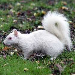 Tree Squirrel Albino  Squirrel Sciurus Sciuridae Ardilla