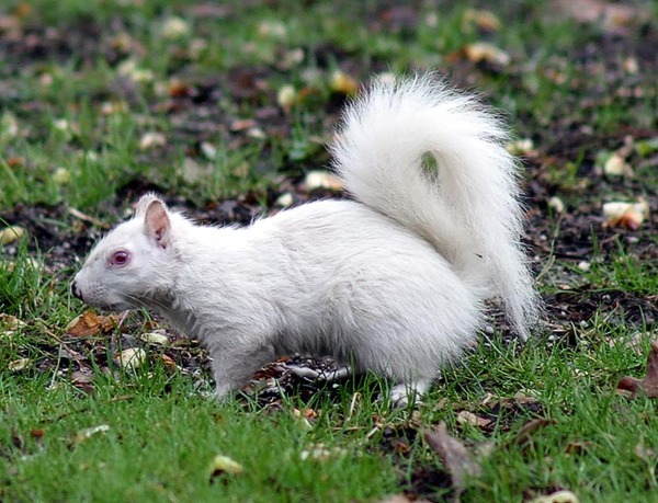 Tree Squirrel Albino  Squirrel Sciurus Sciuridae Ardilla