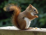 Tree Squirrel American Red Squirrel Sciurus Sciuridae Ardilla