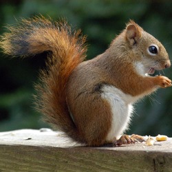 Tree Squirrel American Red Squirrel Sciurus Sciuridae Ardilla