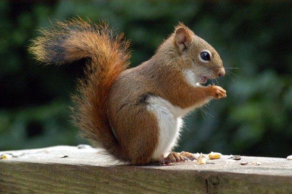 Tree Squirrel American Red Squirrel Sciurus Sciuridae Ardilla