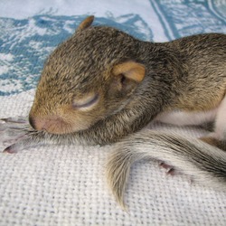 Tree Squirrel Baby Squirrel Sleeping Sciurus Sciuridae Ardilla