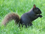 Tree Squirrel Black squirrel Sciurus Sciuridae Ardilla