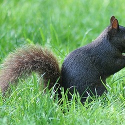 Tree Squirrel Black squirrel Sciurus Sciuridae Ardilla