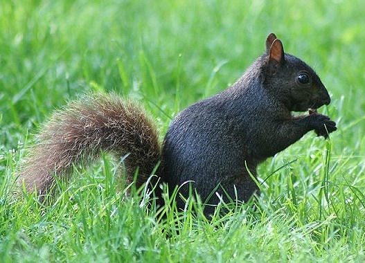 Tree Squirrel Black squirrel Sciurus Sciuridae Ardilla