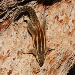 Tree Squirrel Chipmunk India 1 Sciurus Sciuridae Ardilla