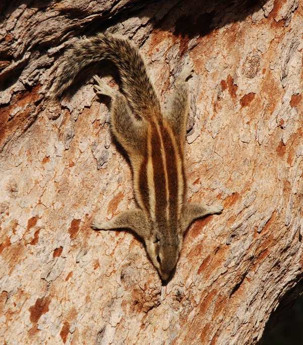 Tree Squirrel Chipmunk India 1 Sciurus Sciuridae Ardilla