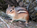 Tree Squirrel Eastern Chipmunk, Gatineau Park Sciurus Sciuridae Ardilla