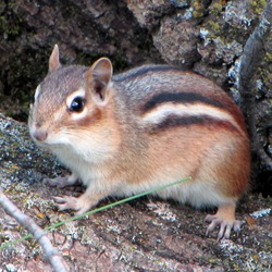 Tree Squirrel Eastern Chipmunk, Gatineau Park Sciurus Sciuridae Ardilla