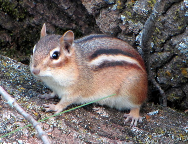 Tree Squirrel Eastern Chipmunk, Gatineau Park Sciurus Sciuridae Ardilla
