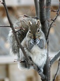 Tree Squirrel Eastern Gray Squirrel Sciurus Sciuridae Ardilla