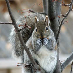 Tree Squirrel Eastern Gray Squirrel Sciurus Sciuridae Ardilla