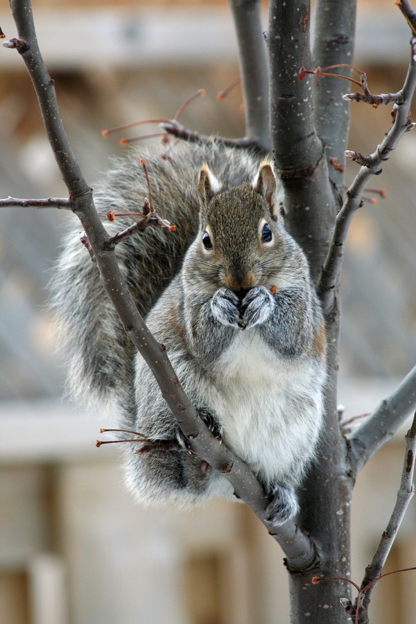 Tree Squirrel Eastern Gray Squirrel Sciurus Sciuridae Ardilla