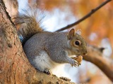 Tree Squirrel Eastern Grey Squirrel_in_St_James London  Sciurus Sciuridae Ardilla