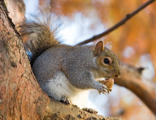 Tree Squirrel Eastern Grey Squirrel_in_St_James London  Sciurus Sciuridae Ardilla