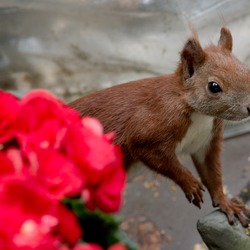 Tree Squirrel Eichkater Sciurus Sciuridae Ardilla