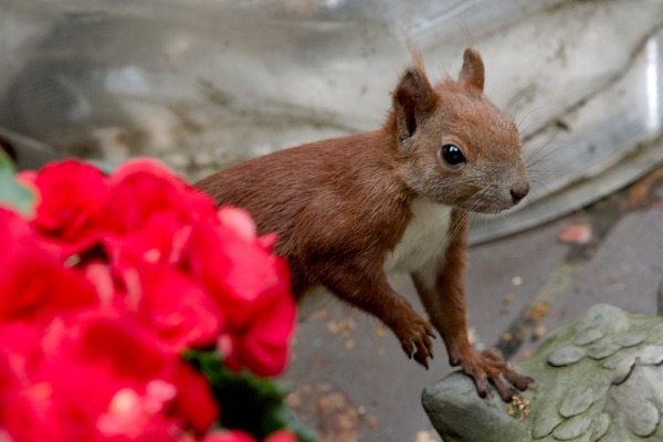 Tree Squirrel Eichkater Sciurus Sciuridae Ardilla