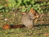 Tree Squirrel Fox squirrel2 Sciurus Sciuridae Ardilla