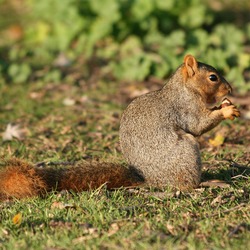 Tree Squirrel Fox squirrel2 Sciurus Sciuridae Ardilla