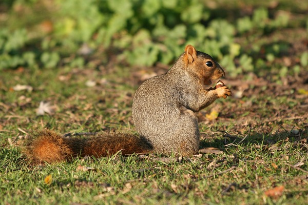 Tree Squirrel Fox squirrel2 Sciurus Sciuridae Ardilla